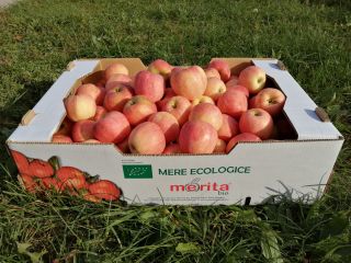 Manzanas ecológicas de la variedad pinova y florina