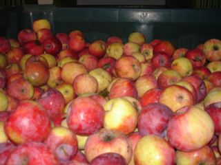 Manzanas REMO ecológicas para la industria, Para cooperación, contáctenos