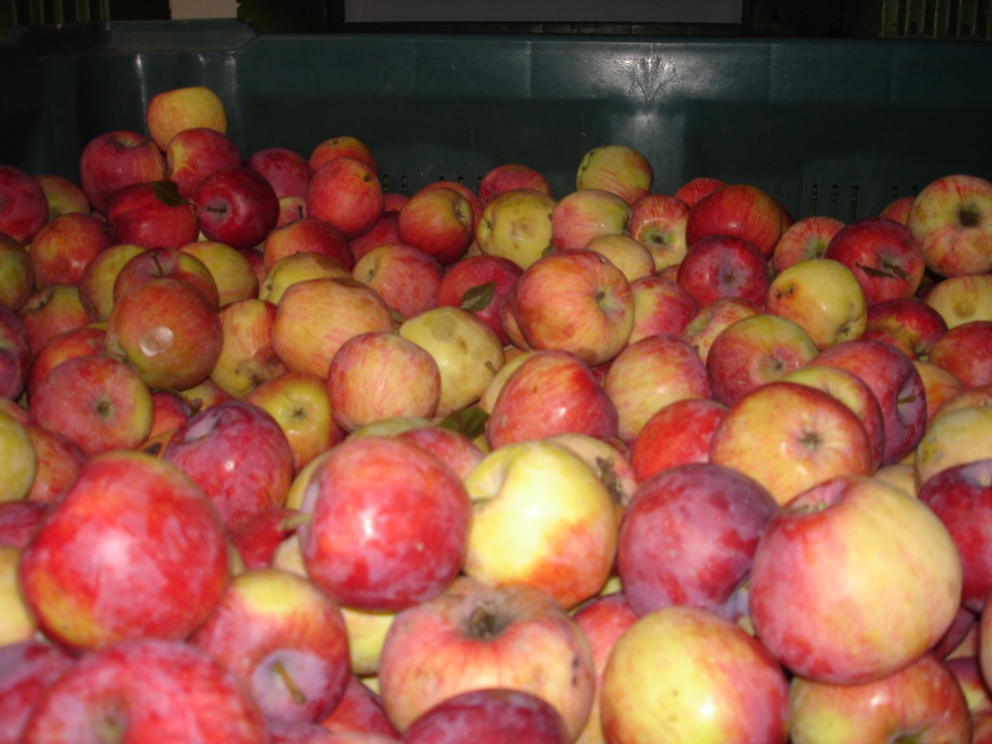 Manzanas REMO ecológicas para la industria, Para cooperación, contáctenos por correo electrónico