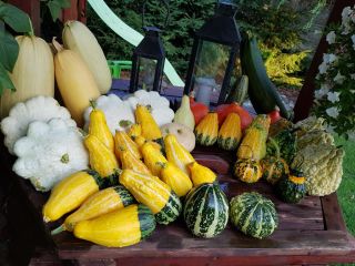 Venderé una gran cantidad de hermosas calabazas frescas adecuadas