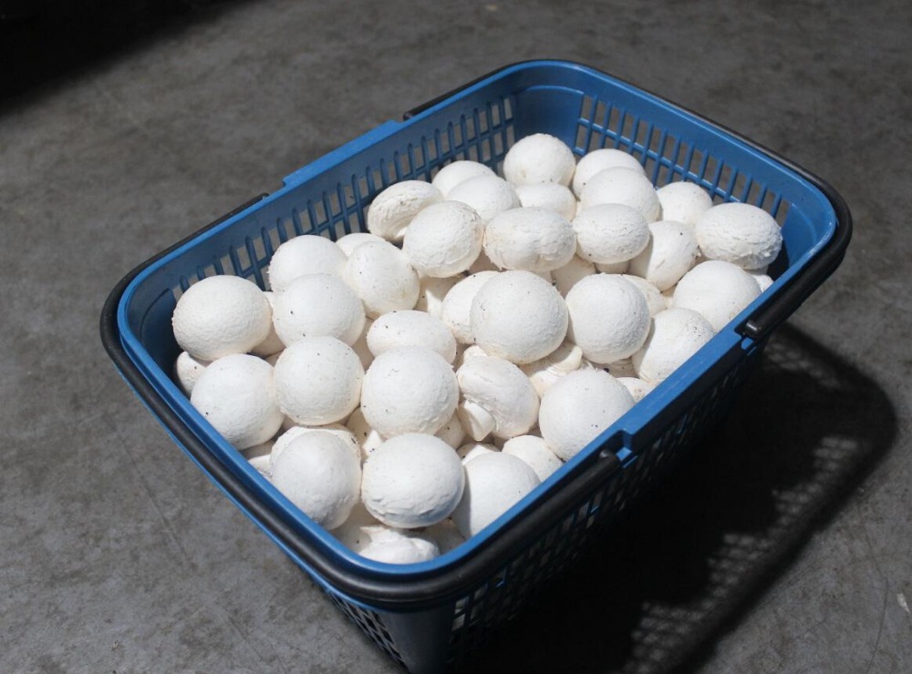 Descripción Champiñón fresco Número de modelo Champiñón Champiñón Especificación 4-6cm Empaque 200g / paquete, 6kg / caja; o como requisitos de los clientes