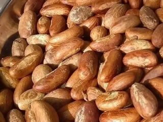 Tipo: Nueces de cola amargas (Garcinia Kola) Proteína cruda