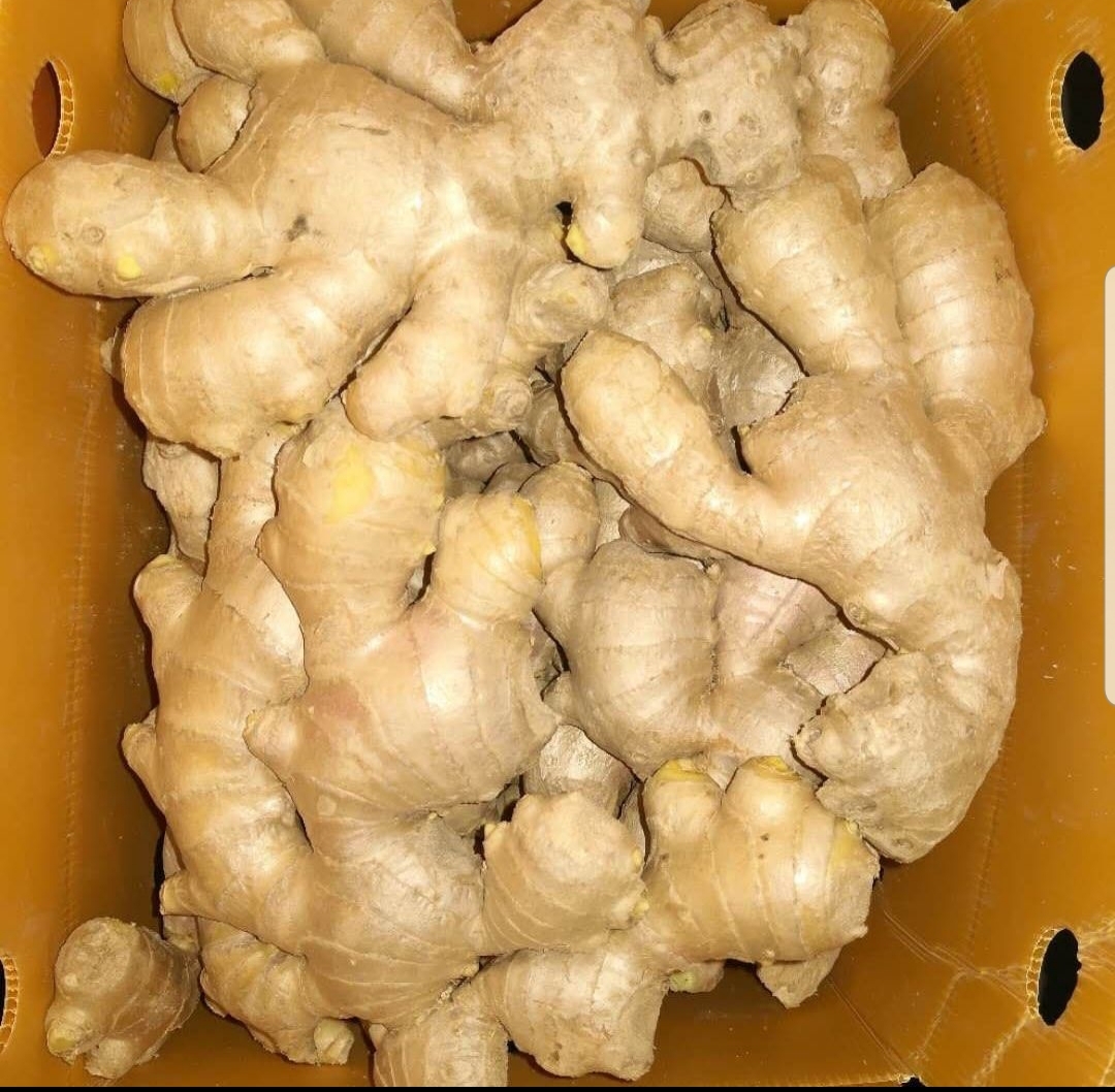 El jengibre se puede usar fresco seco en polvo o como aceite o jugo, es un ingrediente muy común en recetas que a veces se agrega a alimentos procesados y