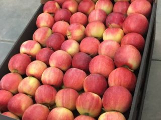 Manzana Fuji Piel suave con color rojo claro, alto