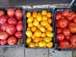 Venderé tomates de campo - redondos, lima - grandes