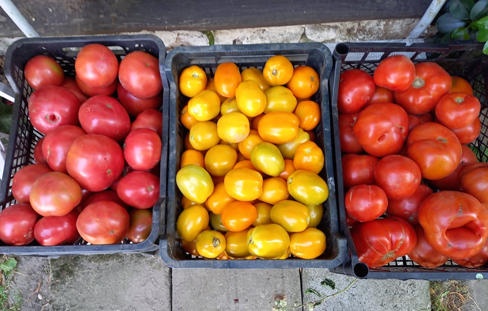 Venderé tomates de campo - redondos, lima - grandes cantidades y cantidades más pequeñas de tomates de campo - frambuesa, lima amarilla - colección personal