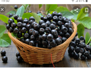 Venderé aronia desgarrada a mano, bajo pedido, suministro de