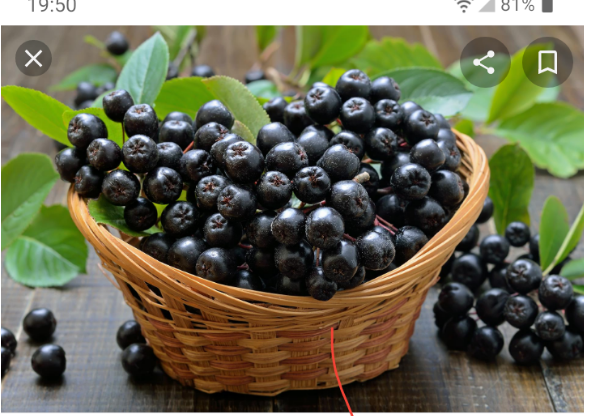 Venderé aronia desgarrada a mano, bajo pedido, suministro de bazares, precio de entrega: 4 kg PLN, lágrima en lubienki, 2,5 kg o plástico, 10 kg