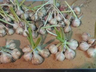 Ofrezco ajo de primavera Jarus de mi plantación orgánica