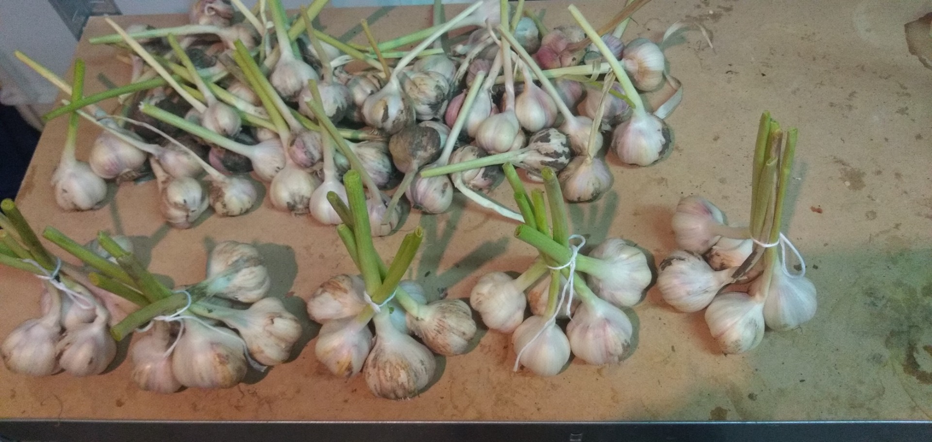 Ofrezco ajo de primavera Jarus de mi plantación orgánica sin fertilizantes artificiales