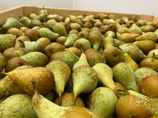 A la venta JULES GUYOT / Limonero, la cantidad