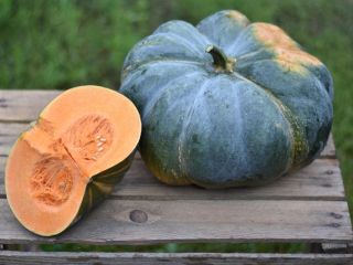 Tengo diferentes variedades de calabazas comestibles en cultivo sin