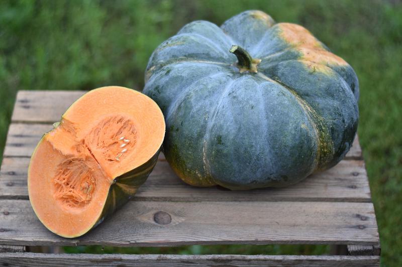 Tengo diferentes variedades de calabazas comestibles en cultivo sin fertilizantes orgánicos