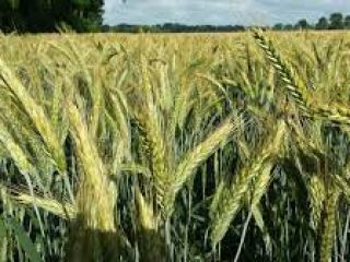 Durante 3 años, la variedad posrevolucionaria mantiene los estándares