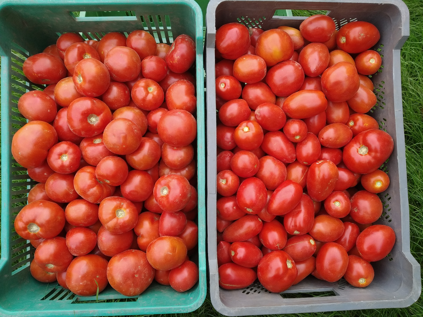 Venta de tomates molidos redondos y lima (ovoide)