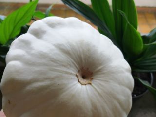 Vende calabazas patisson de la horticultura orgánica local en