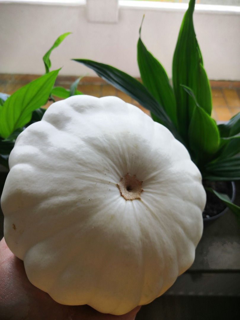 Vende calabazas patisson de la horticultura orgánica local en Sigmaringen