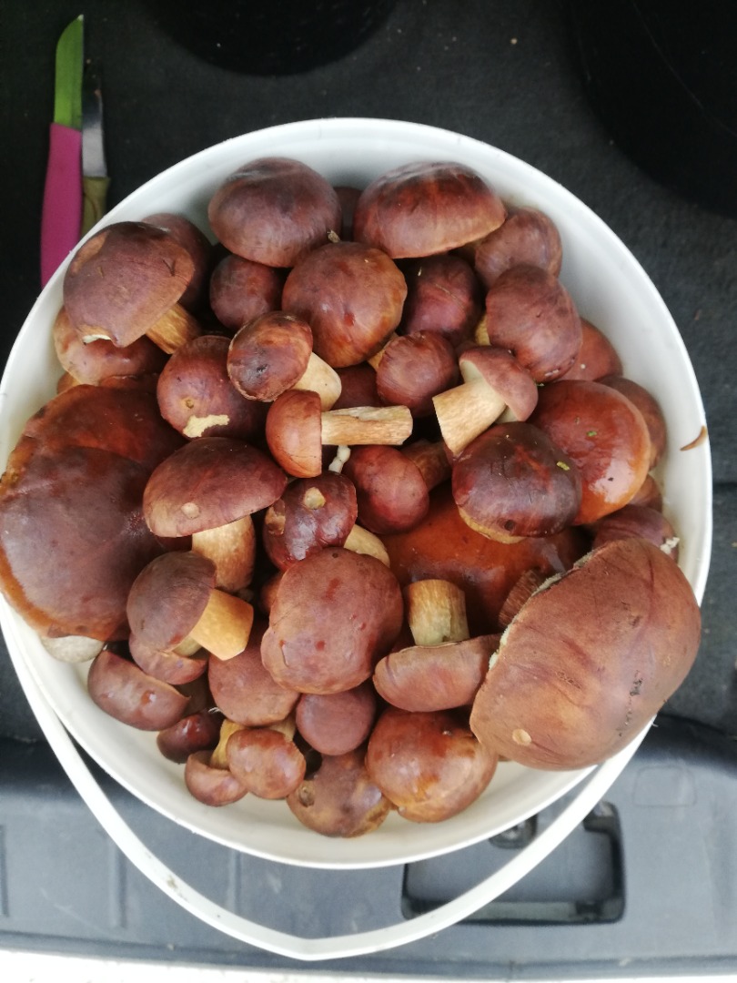 Vendo boletes de 5l por 50 PLN