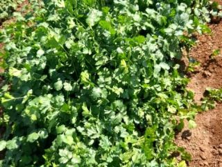 Vendo corienda fresca es R40 por kg