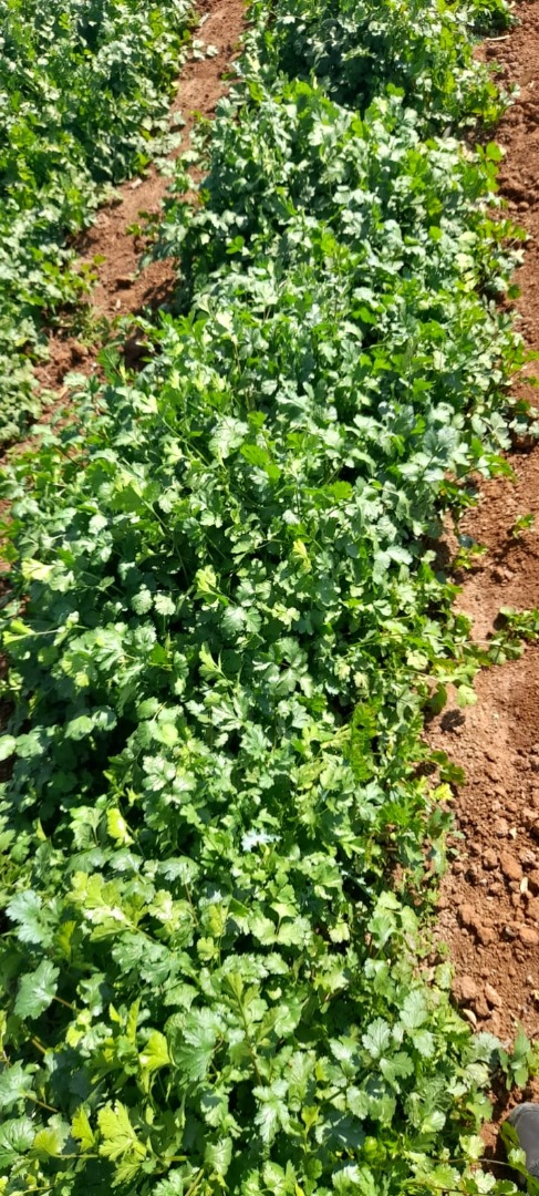 Vendo corienda fresca es R40 por kg