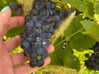 Vendo uvas PINOT NOIRE y MERLOT para vino de