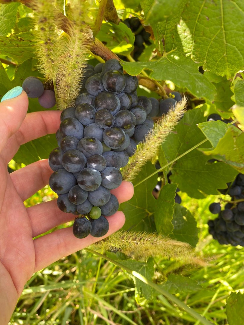 Vendo uvas PINOT NOIRE y MERLOT para vino de primera calidad, precio 3, oo RON / KG, negociable según cantidad Información al teléfono o