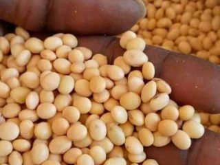 200 toneladas de soja a la venta, 200 toneladas.