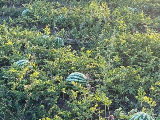 Melones con corazón rosa, 5-12 kg