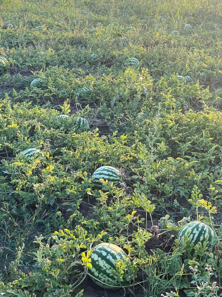 Melones con corazón rosa, 5-12 kg