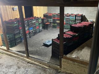 Los arándanos y los arándanos están a la venta