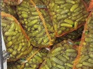 Vendo pepinos molidos de 5 a 12 cm.