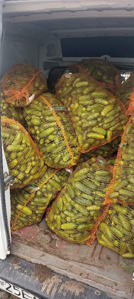 Vendo pepinos molidos de 5 a 12 cm