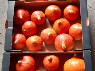 Calabaza de Hokkaido: producto de la más alta calidad.