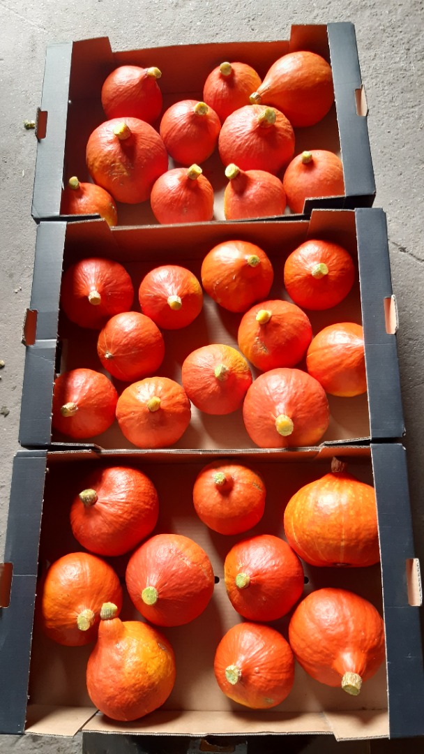 Calabaza de Hokkaido: producto de la más alta calidad