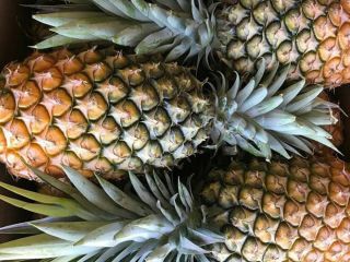 Piñas de Cayena frescas