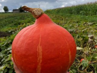 Venderé calabazas hokkaido, orgánicas y certificadas. Bonito color, sin