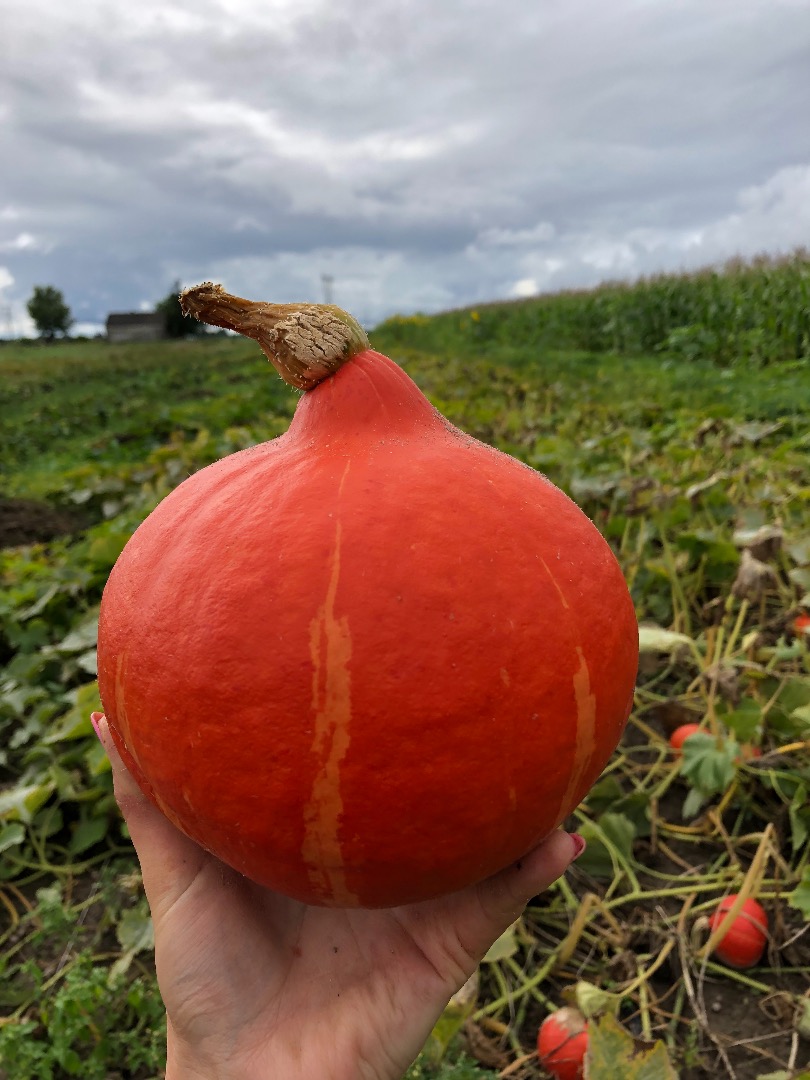 Venderé calabazas hokkaido, orgánicas y certificadas