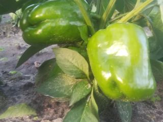 Hola. Tengo que ofrecer pimientos verdes del suelo. Variedad