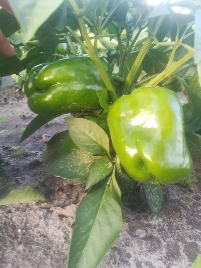 Hola