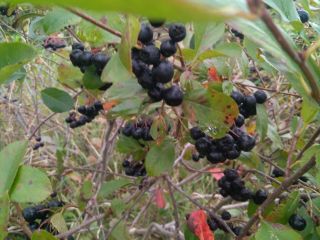 Siéntase libre de comprar fruta chokeberry. Se rasga de