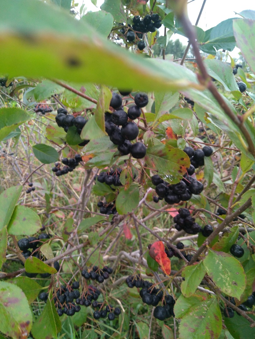 Siéntase libre de comprar fruta chokeberry