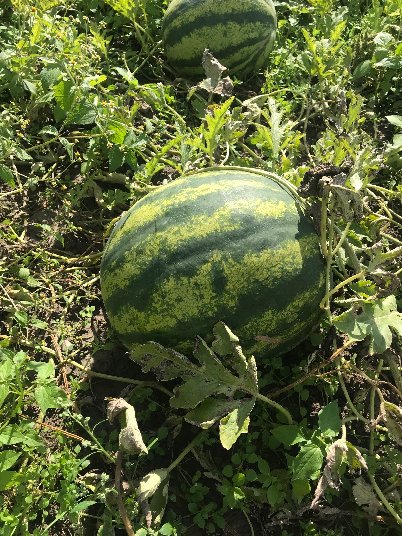 Hola, tengo mi sandía a la venta, una sandía dulce muy sabrosa de mi propio campo