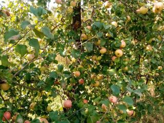 Vendemos manzanas industriales orgánicas en grandes lotes. Cantidad disponible: