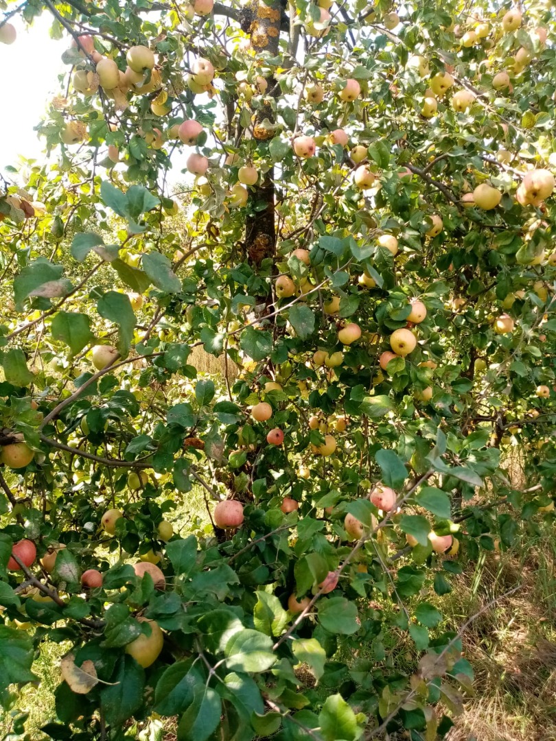 Vendemos manzanas industriales orgánicas en grandes lotes