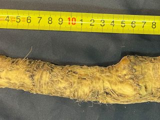 Ofrecemos rábano picante sin lavar clasificado para la venta