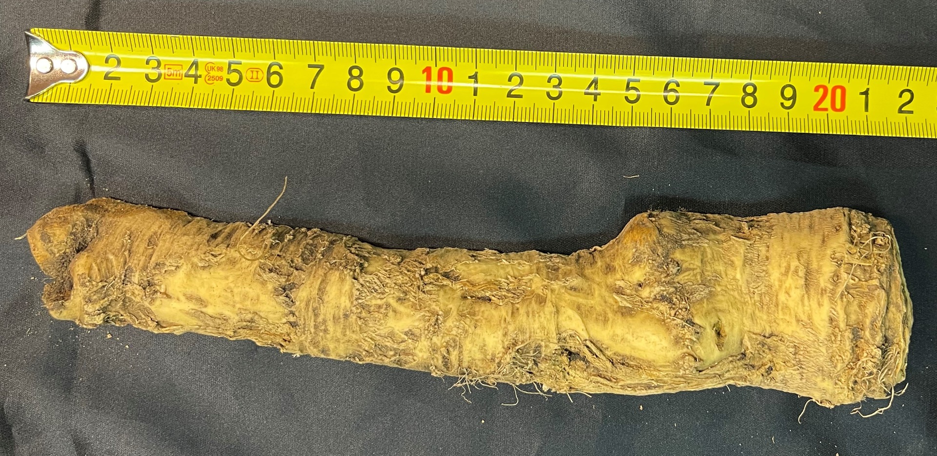 Ofrecemos rábano picante sin lavar clasificado para la venta a partir del 15 de octubre