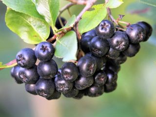 Aronia de cosecha propia en venta. No se utilizaron
