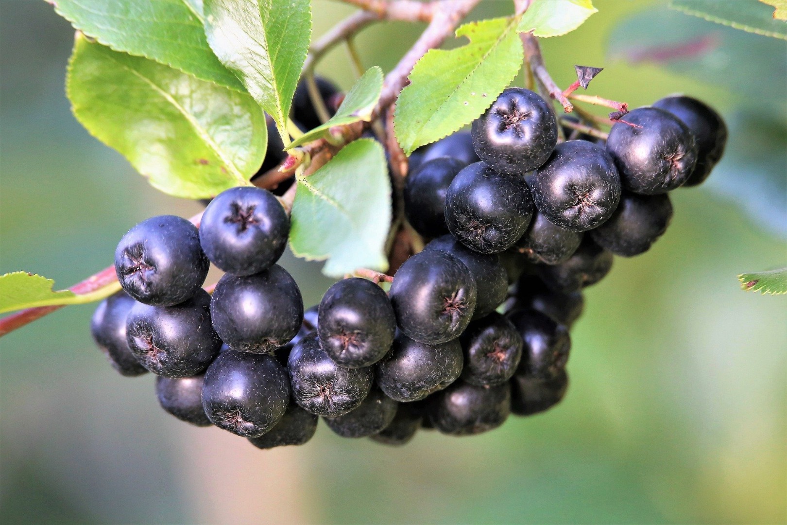 Aronia de cosecha propia en venta