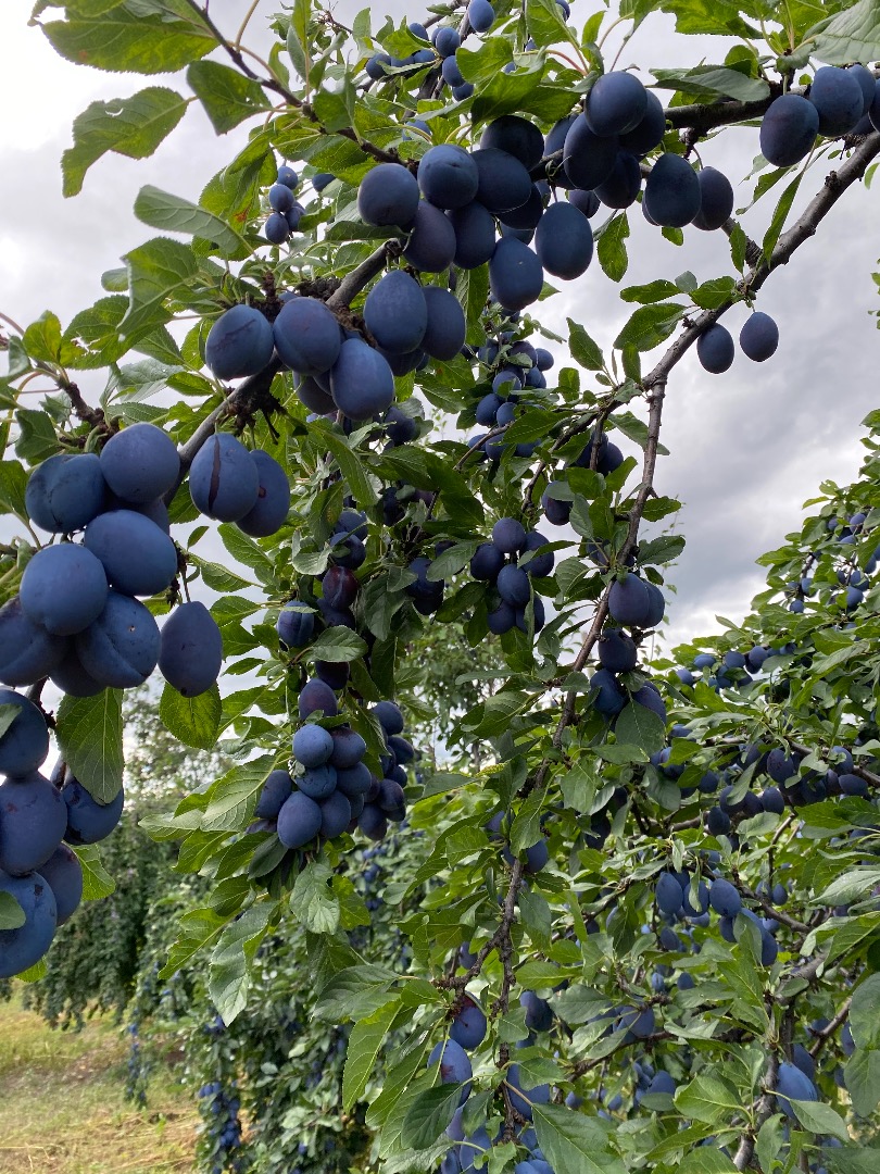 ¡Ciruelas Stanley a la venta! 2 lei / kg, el precio es negociable Straoane, Vrancea