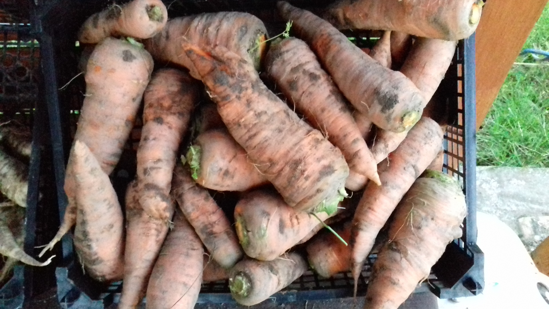 Venderé zanahorias en grandes cantidades con mi propia colección de más de 500 Kg
